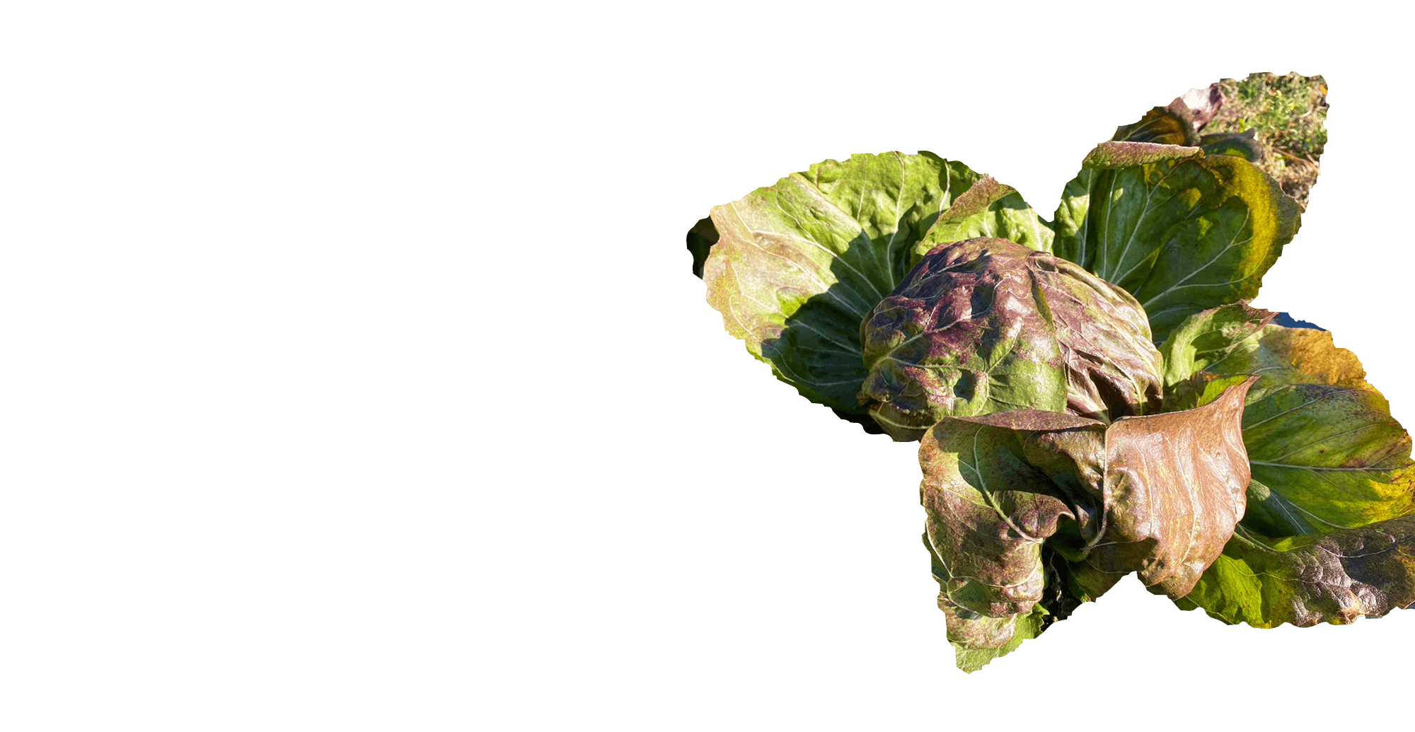 食卓に笑顔と彩りをお届けします
